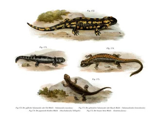 Feuersalamander