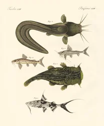 Fische aus Bengalen