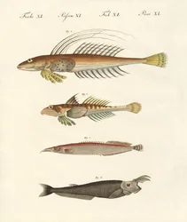 Fisch mit seltsamer Form
