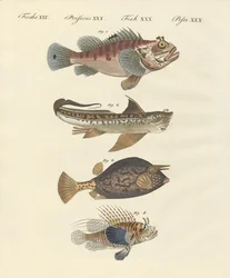 Fisch mit seltsamer Form