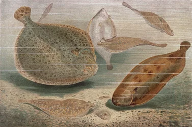 Plattfisch, Tafel aus Brehms Tierleben: Allgemeine Kunde des Tierreichs, Bd. 8, S. 224, veröffentlicht vom Bibliographischen Institut, 1892