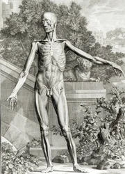 Gehäuteter Körper, aus Tabellen des Skeletts und der Muskeln des menschlichen Körpers von Bernard Siegfried Albinus (1697-1770) 1747