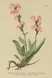 Fleischrosa Läusekraut (Pedicularis incarnata)