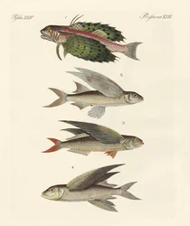 Fliegende Fische