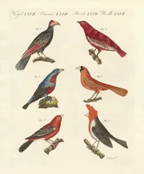 Schöne ausländische Vögel