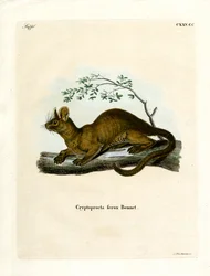 Fossa