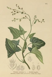 Französischer Ampfer