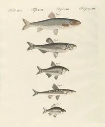 Deutsche Flussfische