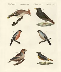 Deutsche Singvögel