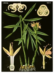 Ingwer (Zingiber officinale Roscoe) um 1890