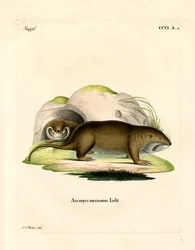 Taschenratte
