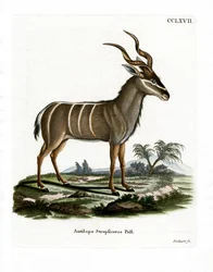 Großer Kudu