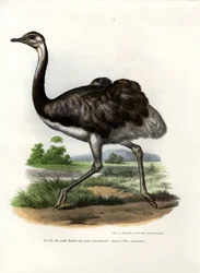 Großer Nandu, 1864