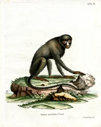 Großer Flecknasenaffe