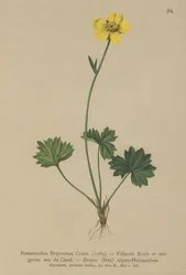 Greniers Hahnenfuß (Ranunculus Breynius, Ranunculus Villarsii, Ranunculus grenierianus)
