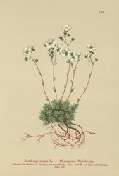 Grauer Steinbrech