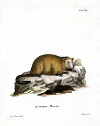 Murmeltier