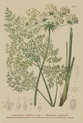 Hallers Haarstrang (Laserpitium hirsutum, Laserpitium halleri, Laserpitium panax)