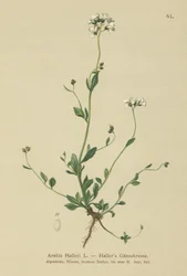 Hallers Gänsekresse (Arabis Halleri)