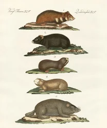 Hamster und Feldmäuse