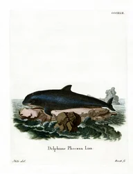 Gewöhnlicher Schweinswal