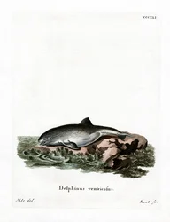 Gewöhnlicher Schweinswal