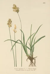 Hasen-Segge (Carex leporina, Carex ovalis)