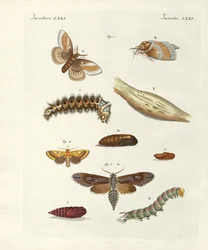 Schädliche Schmetterlinge