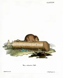 Erntemaus