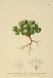 Hausmanns Mannsschild (Androsace Hausmannii)
