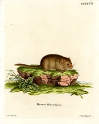 Haselmaus