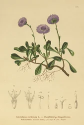 Herzblättrige Kugelblume