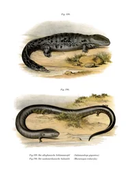 Schlammteufel