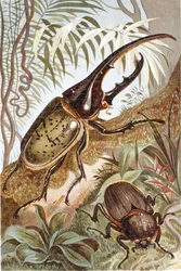 Herkuleskäfer, Tafel aus "Brehms Tierleben: Allgemeine Kunde des Tierreichs", Bd.9, S.99, veröffentlicht vom Bibliographischen Institut