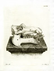 Nilpferdschädel