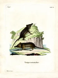 Honigbeutler