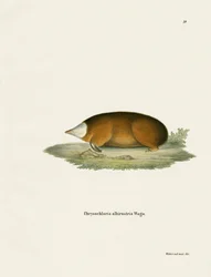 Hottentotten-Goldmull (farbige Gravur)