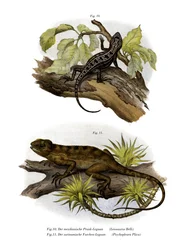 Leguan