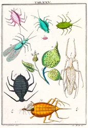 Illustration von verschiedenen Gartenschädlingen, Musement Microscopique, 1764