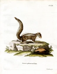 Indisches Palmhörnchen