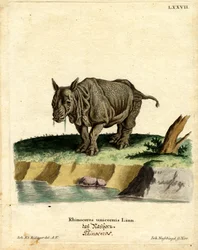 Indisches Nashorn
