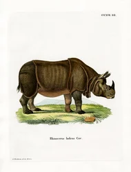 Indisches Nashorn