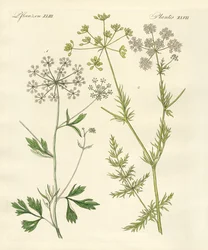 Einheimische Gewürzpflanzen