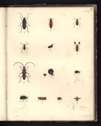 Insekten, Pl. XVI, Illustration aus Recueil d