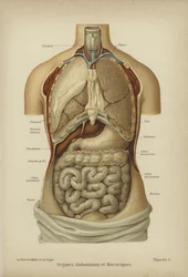 Innere Organe des Bauches und Brustkorbs