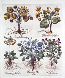 Ipheion Rolf Fiedler Frühlingssternblume, Sumpfdotterblume, Pseudo-Helleborus, Viola Tricolor und Schlüsselblume, aus Hortus Eystettensis, von Basil Besler, veröffentlicht 1613