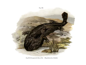 Japanischer Riesensalamander