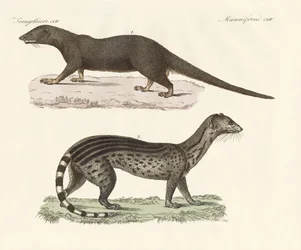 Javanische Raubtiere
