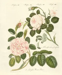 Rosenarten