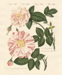 Arten von Rosen